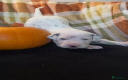Dalmatian dogs for sale: KC Registered Dalmatian Puppies - Image 3