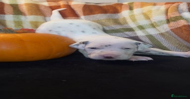 Dalmatian dogs - Advert 3
