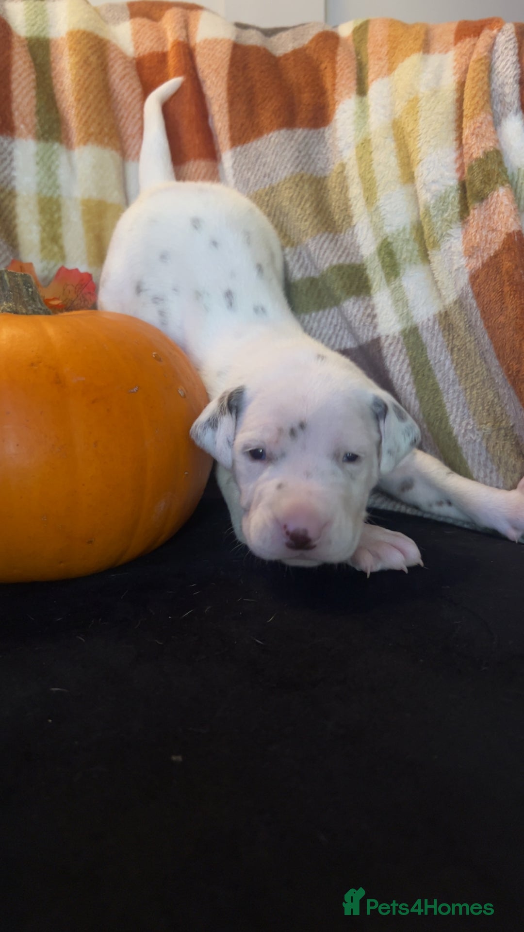 Dalmatian dogs for sale: KC Registered Dalmatian Puppies - Image 3