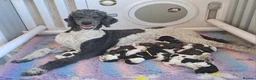 Standard Poodle dogs for sale: 1 Stunning brown parti girl  - Advert 5