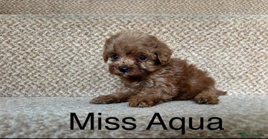 Cavapoo dogs - Advert 9