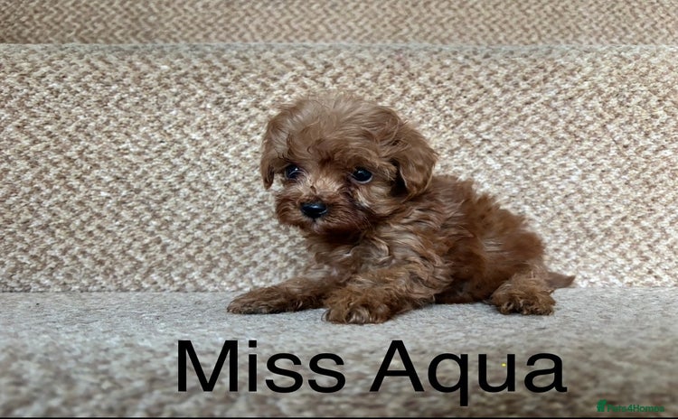 Cavapoo dogs - Advert 14