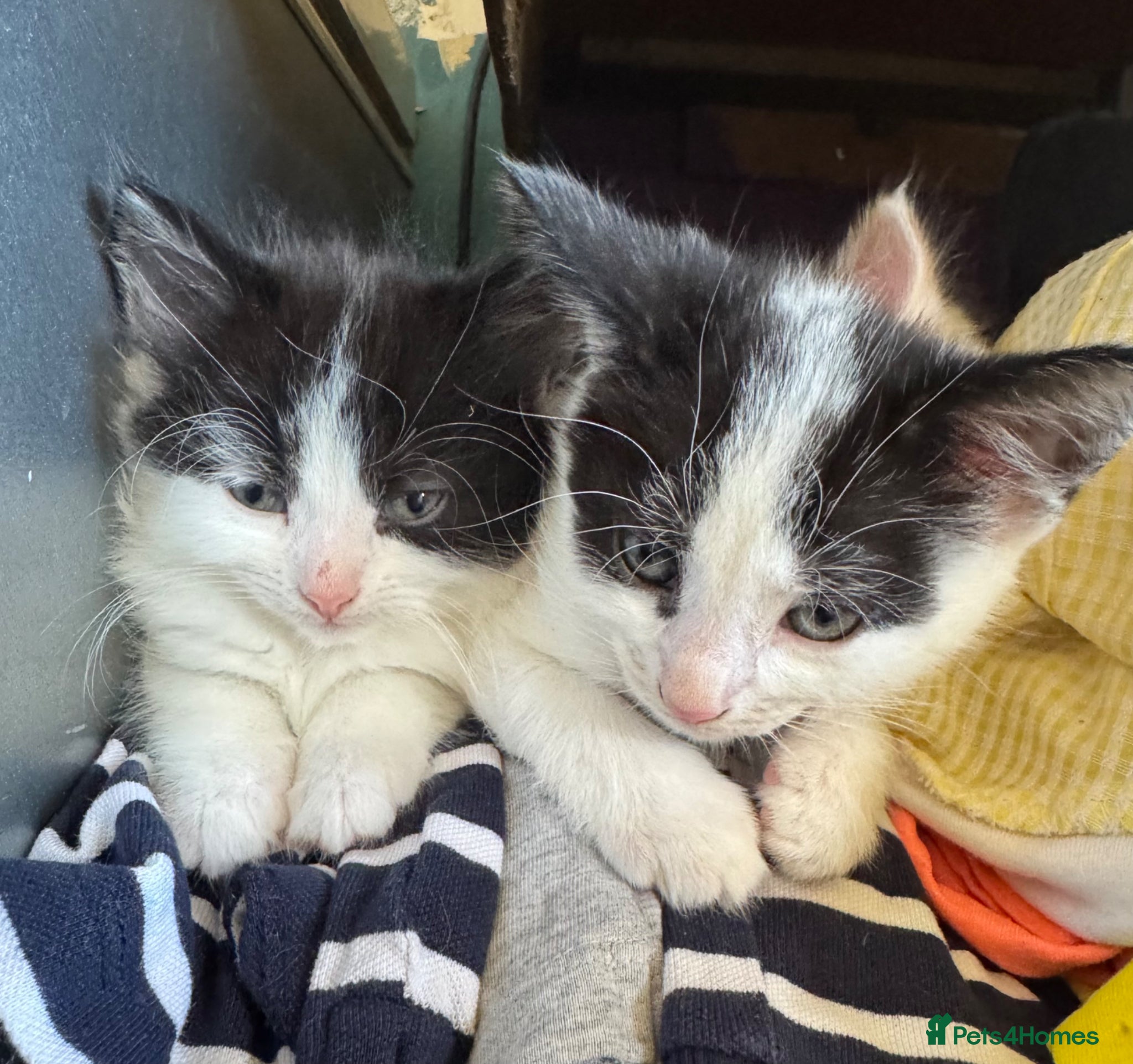 Mixed Breed cats 2 Black & white male kittens  - Advert 1