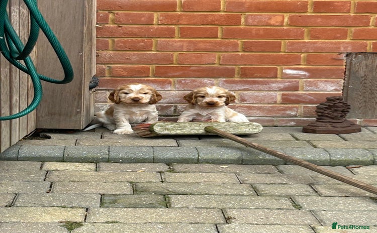 Cocker Spaniel dogs - Advert 9