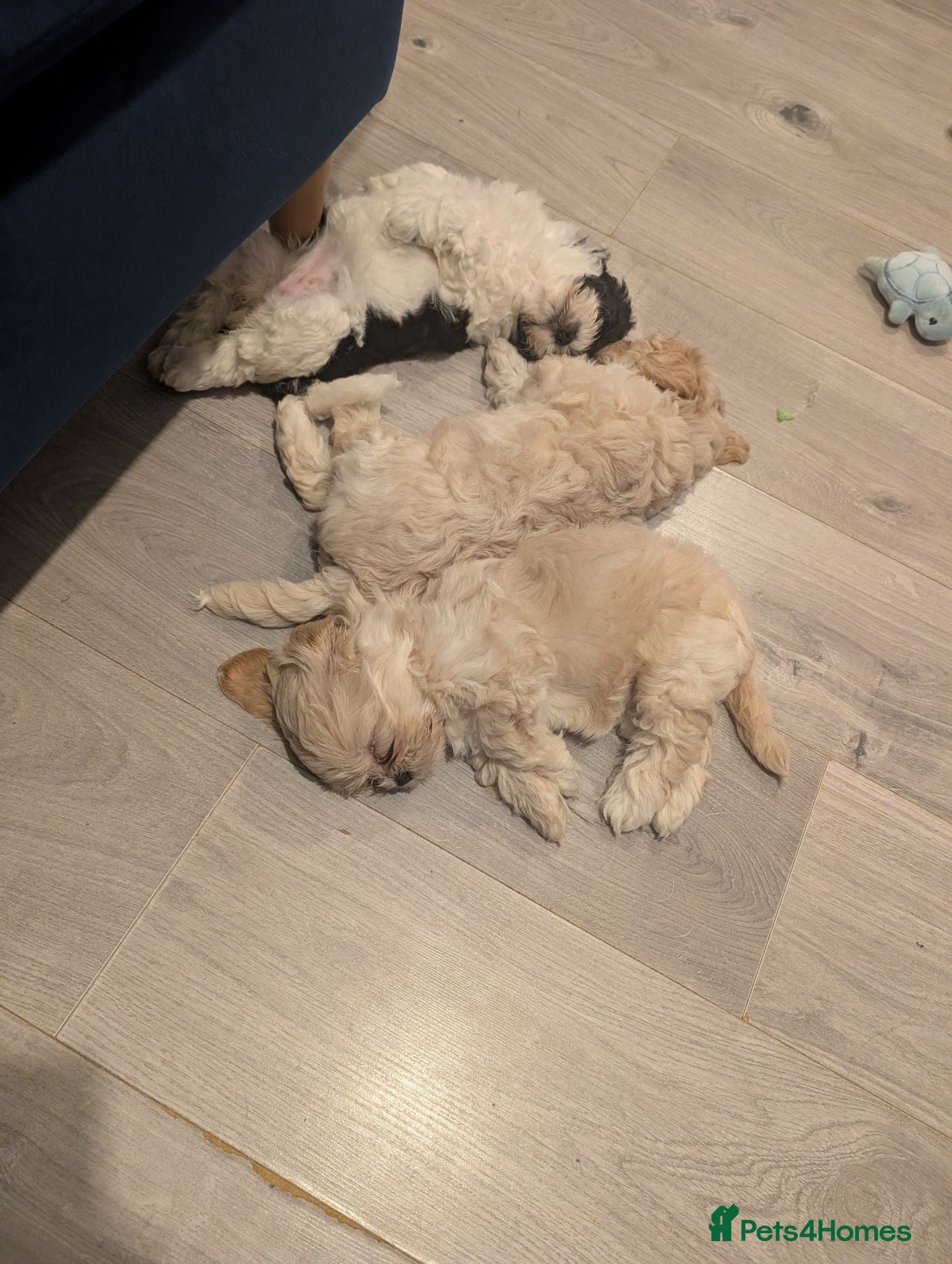 Shihpoo dogs Gorgeous shih-poo puppies - Advert 12