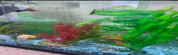 Live Bearers fish for sale: 2 batches of guppies - Advert 3