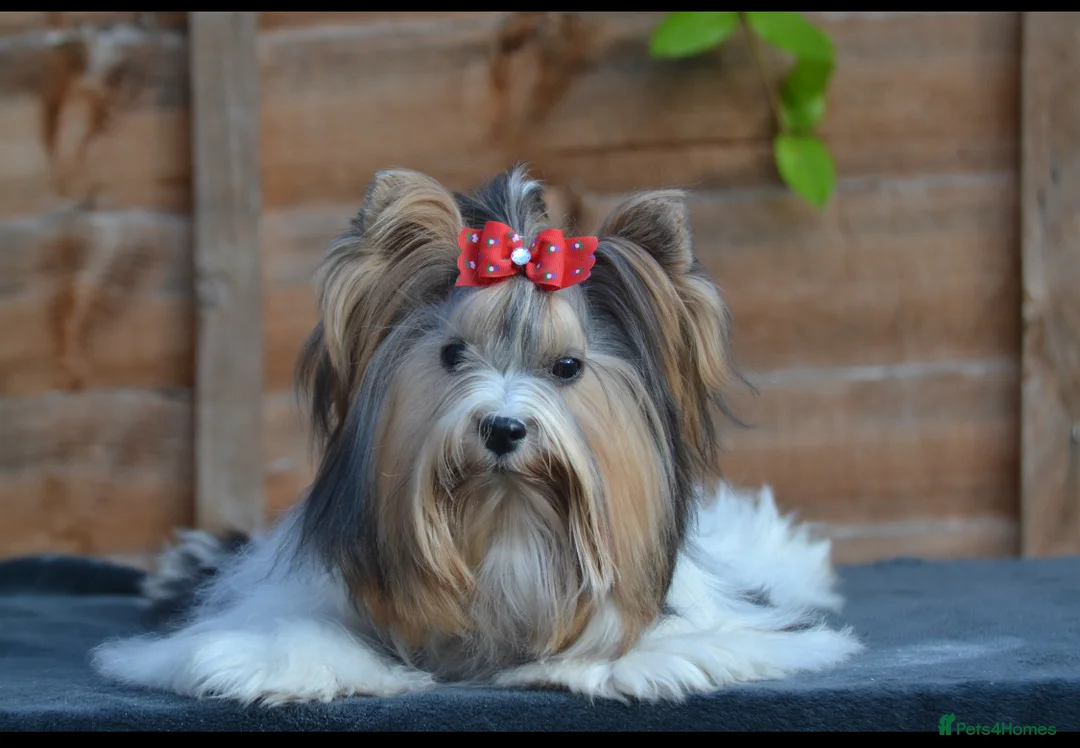 Biewer Terrier dogs for stud: Bon Hiladel Persei ( FCI Registered) - Advert 2