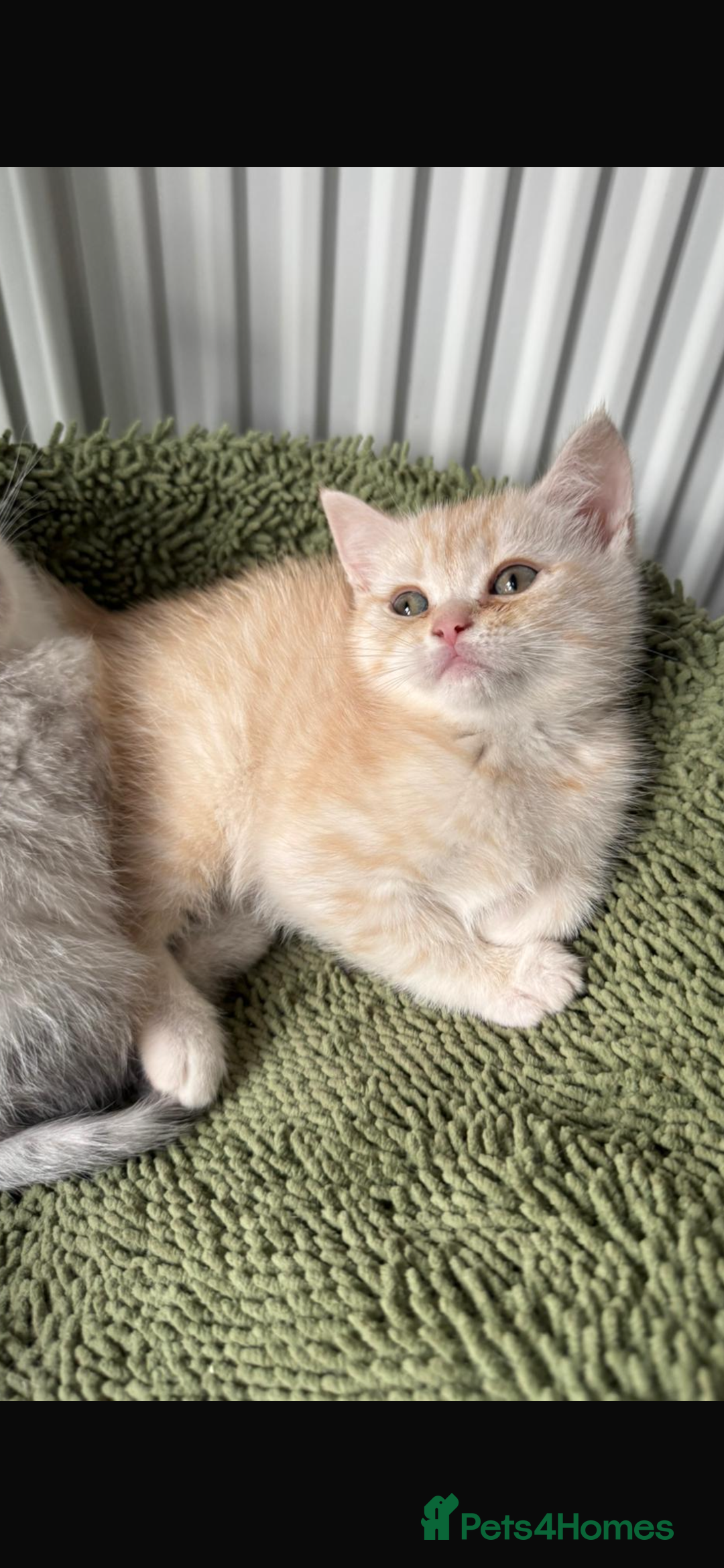 British Shorthair cats for sale: Last Chunky Golden Boy  ❤️ - Image 6