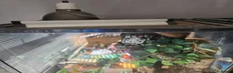 Gecko reptiles for sale: Female gargoyle gecko with full set up - Advert 3
