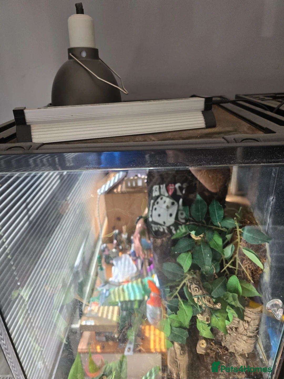 Gecko reptiles for sale: Female gargoyle gecko with full set up - Advert 3