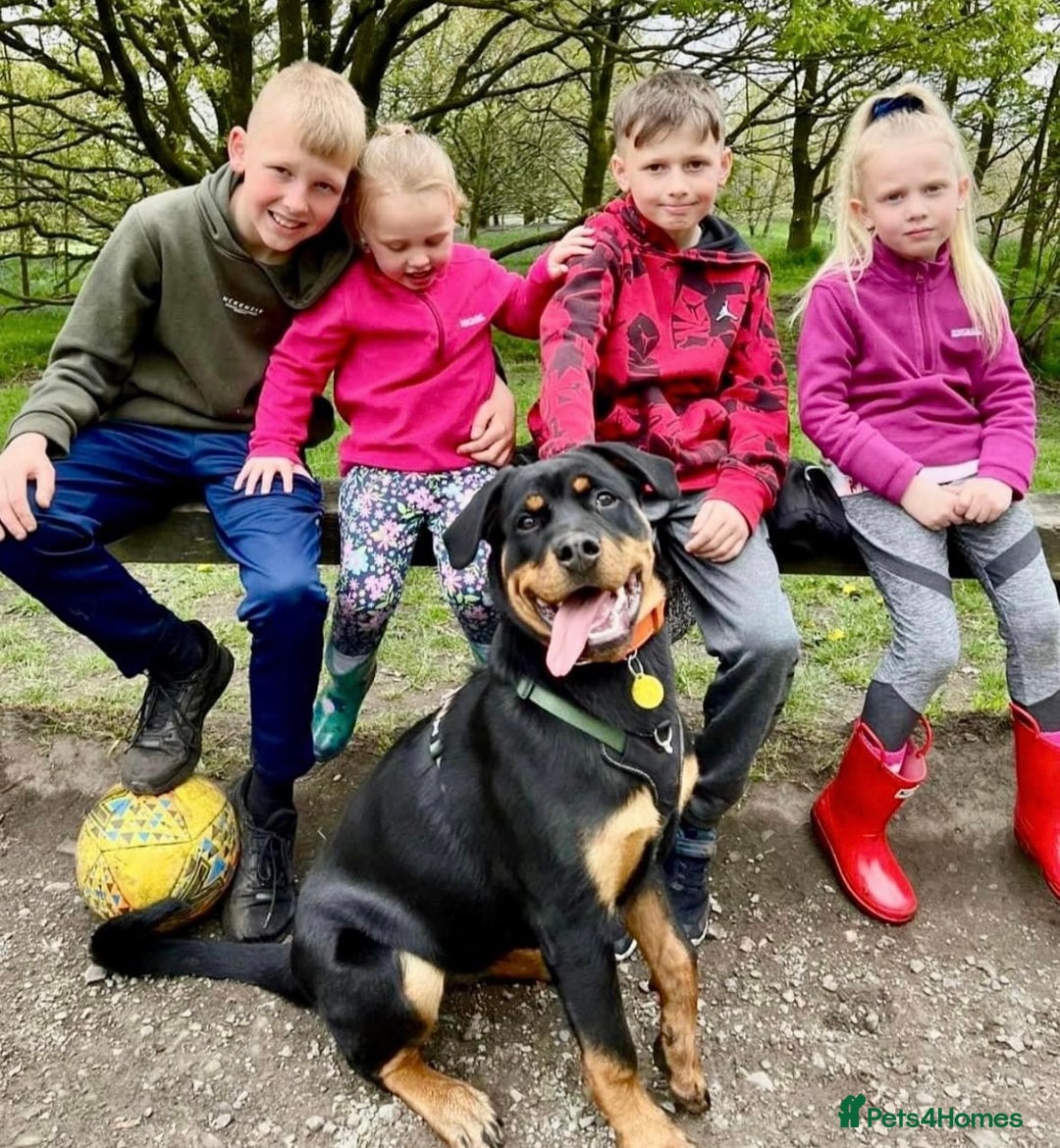 Rottweiler dogs for sale: KC Rottweiler puppies  - Advert 5