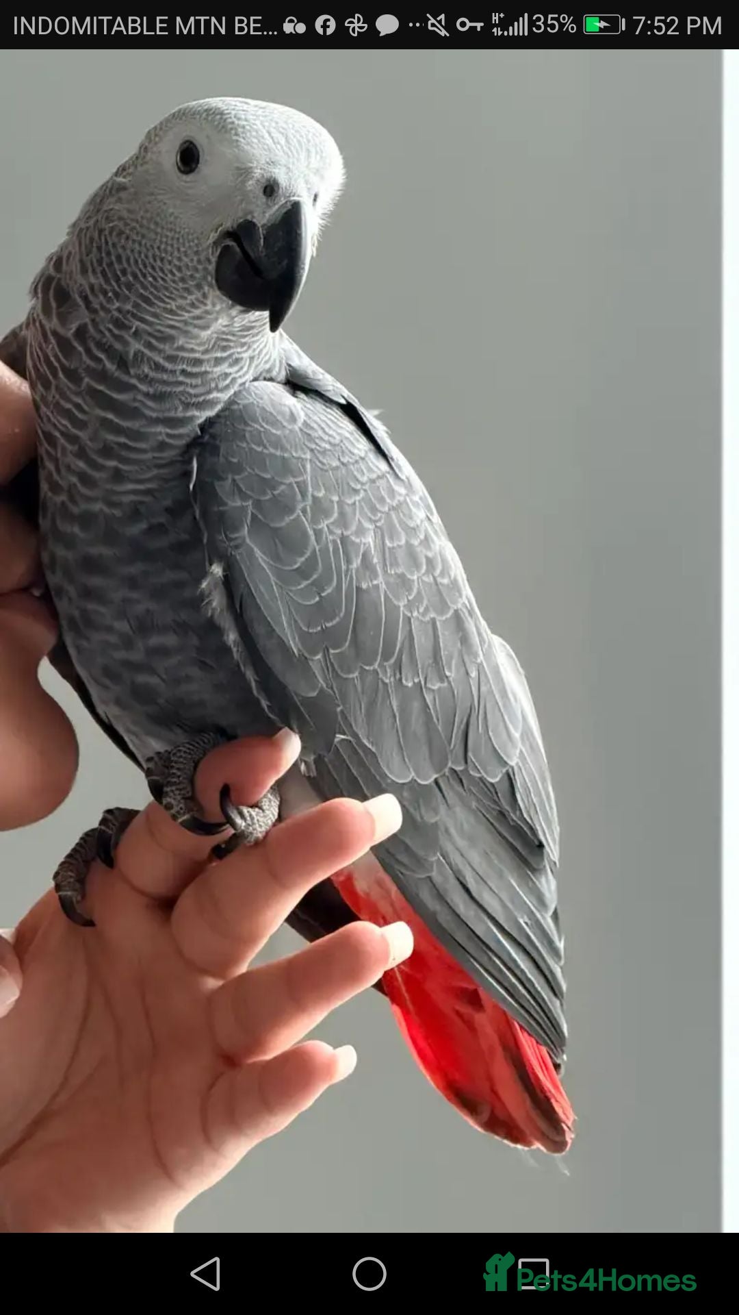 Parrots birds Hand raised Talking African Grey Parrots - Advert 12