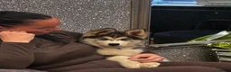 Siberian Husky dogs for sale: 2 gorgeous husky puppies looking for  in Bolton - Advert 10