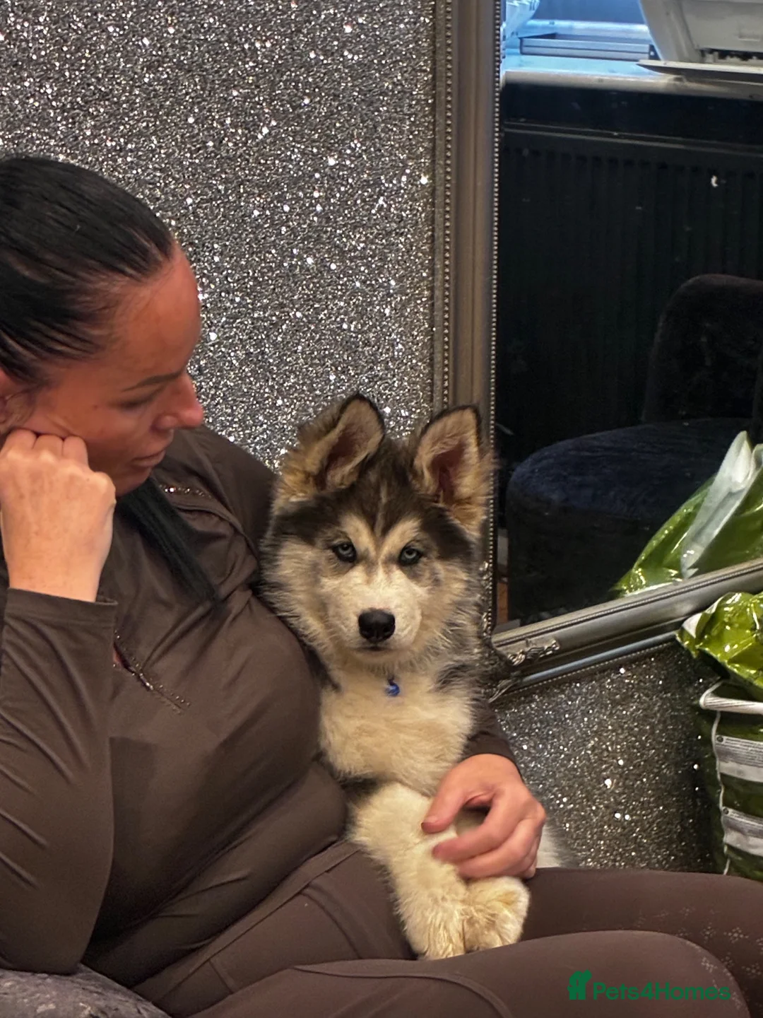 Siberian Husky dogs for sale: 2 gorgeous husky puppies looking for  in Bolton - Advert 10