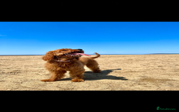 Cavapoo dogs for sale: Cavapoo F1b puppies due in December - Image 8