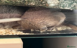 Gerbil rodents for sale: 2 male girbils for sale - Image 4