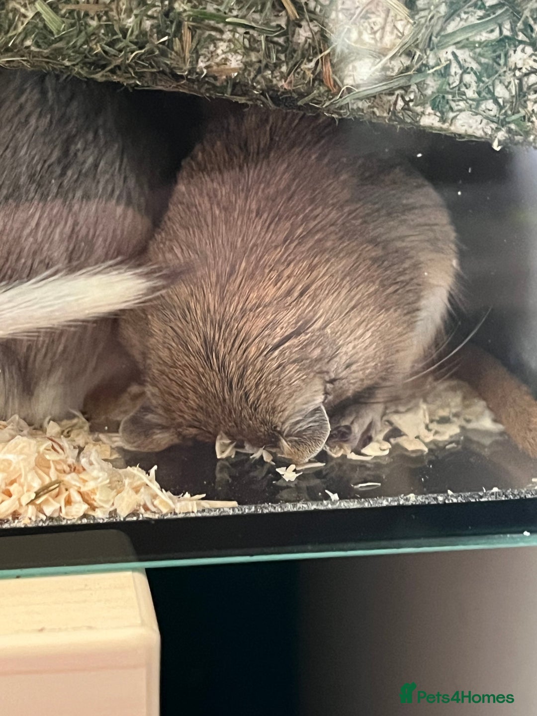Gerbil rodents for sale: 2 male girbils for sale - Image 4