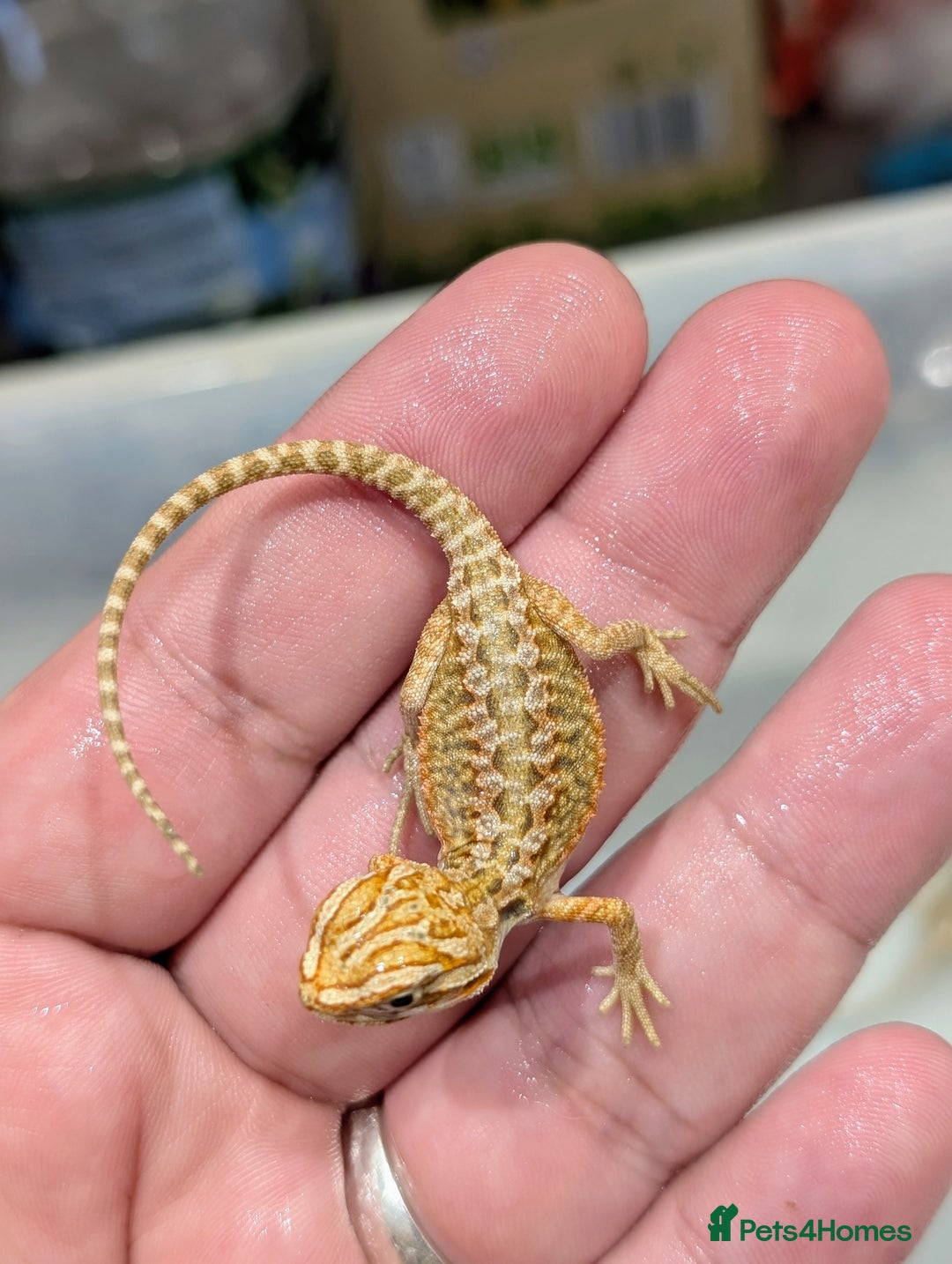 Bearded Dragon reptiles for sale: 50% red monster bearded dragons  - Image 10