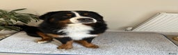 Bernese Mountain Dog dogs for stud: Handsome KC-Registered Bernese Mountain Dog  - Advert 6
