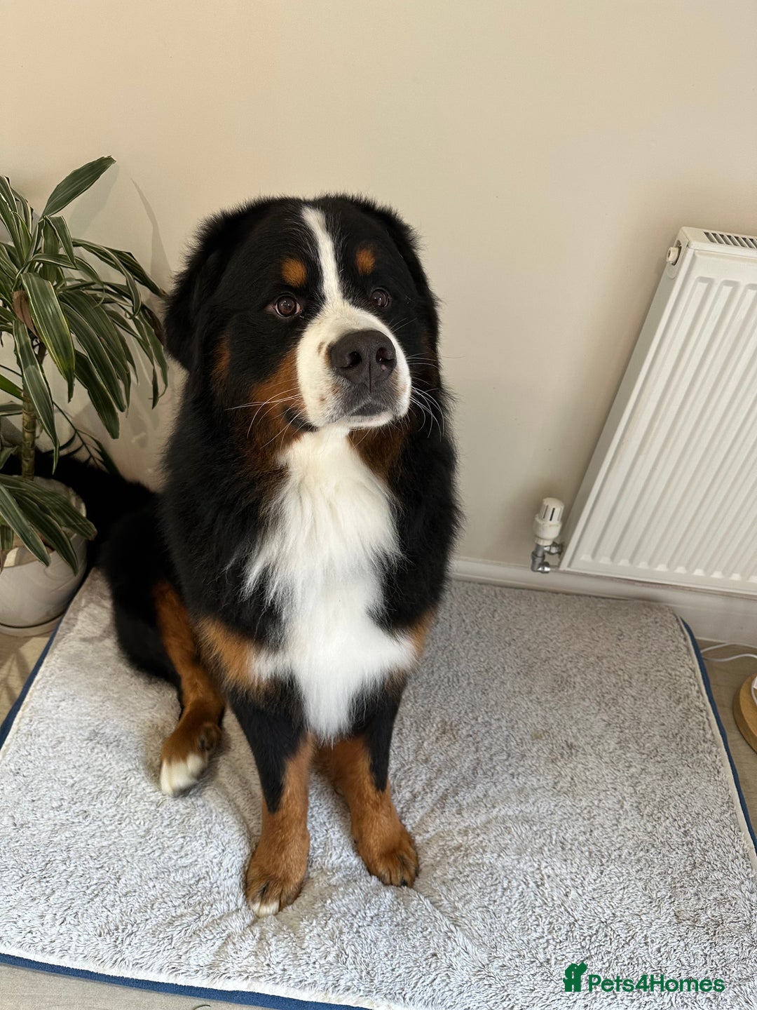 Bernese Mountain Dog dogs for stud: Handsome KC-Registered Bernese Mountain Dog  - Advert 6