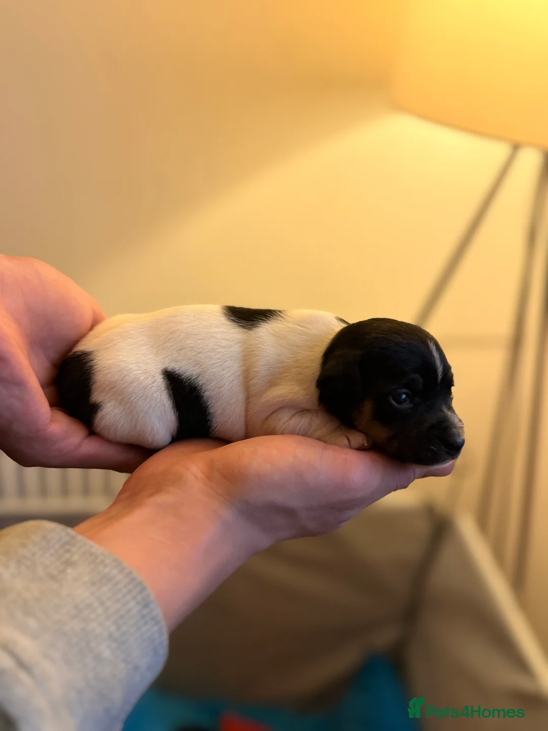 Jack Russell dogs for sale: Jack Russell Pups - Advert 12