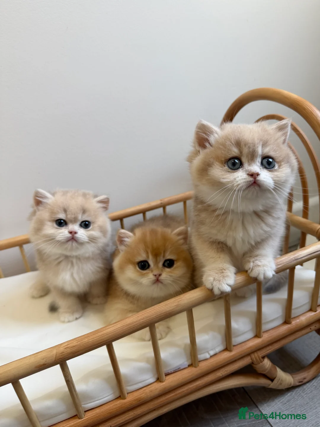 British Shorthair cats for sale: Golden Blue British Shorthair kittens - Advert 24