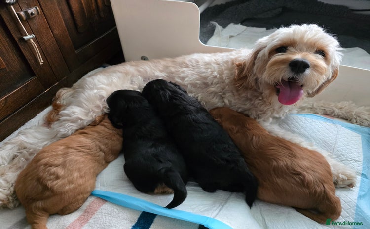 Cavapoo dogs - Advert 8
