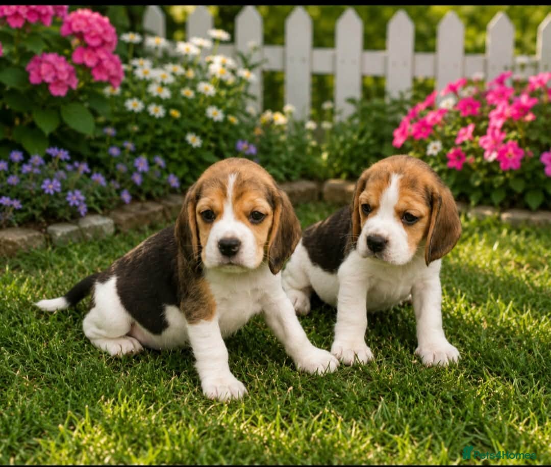 Beagle dogs KENNEL CLUB REG BEAGLE GIRL PUPPIES - Advert 1