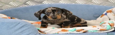 Miniature Dachshund Puppy 3