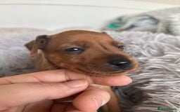 Miniature Pinscher dogs for sale: Stunning KC Miniature Pinscher puppies - Image 9