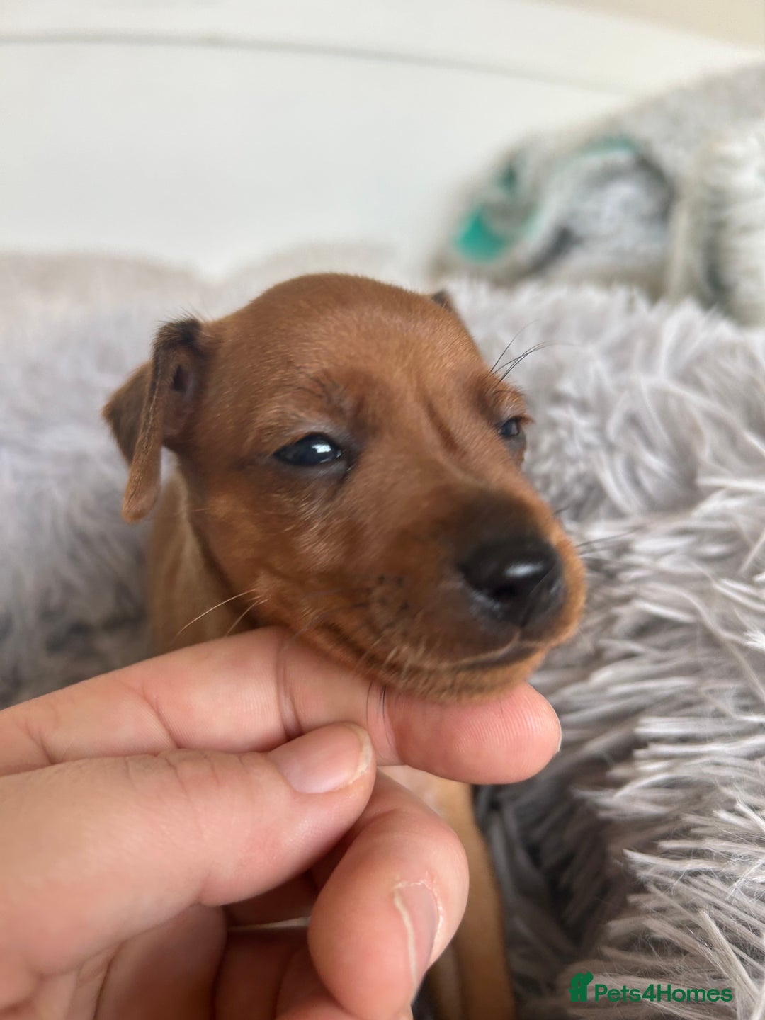 Miniature Pinscher dogs for sale: Stunning KC Miniature Pinscher puppies - Image 9