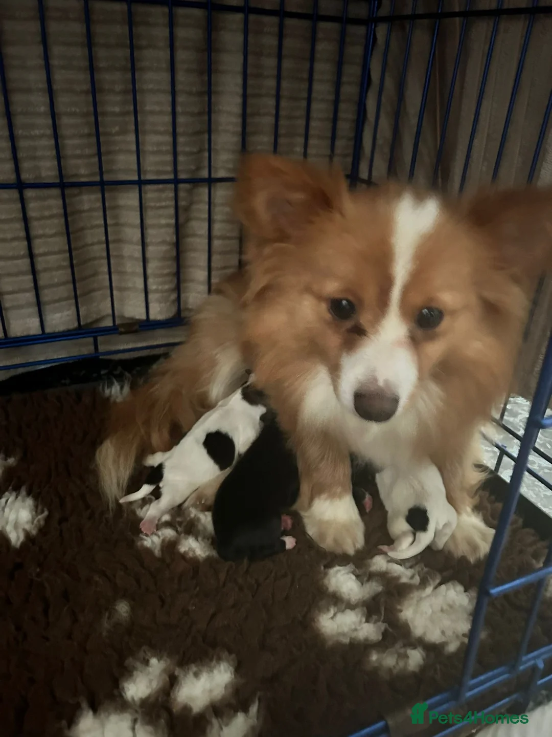 Pomchi dogs for sale: Pomchi in Hull - Advert 1