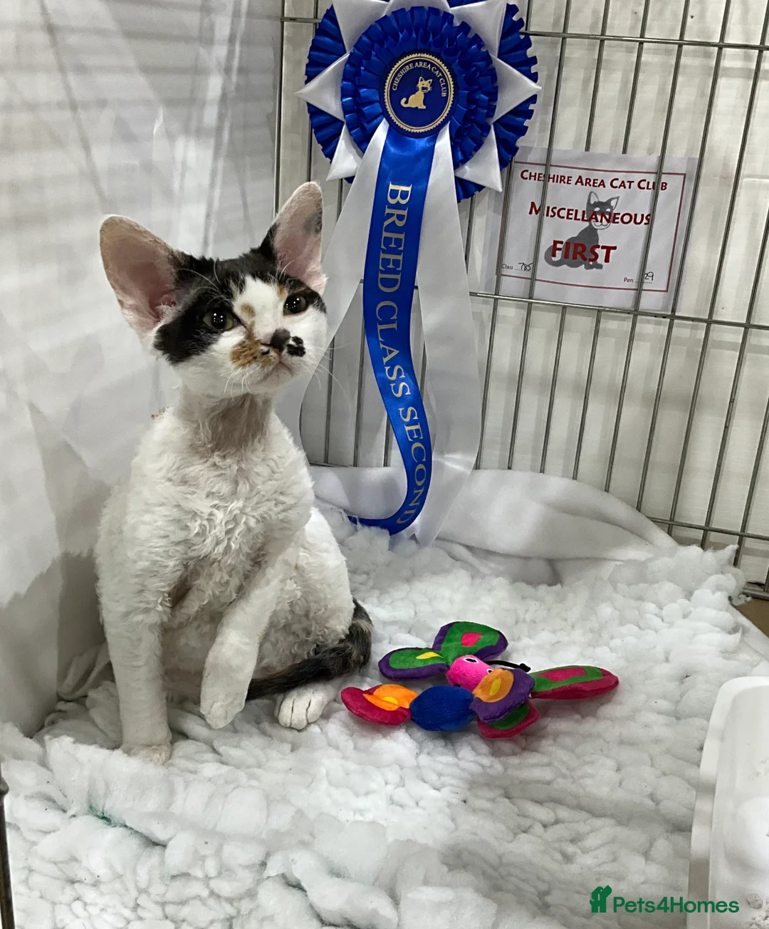 Devon Rex cats for sale: TWO STUNNING SHOW GIRLS - Advert 2