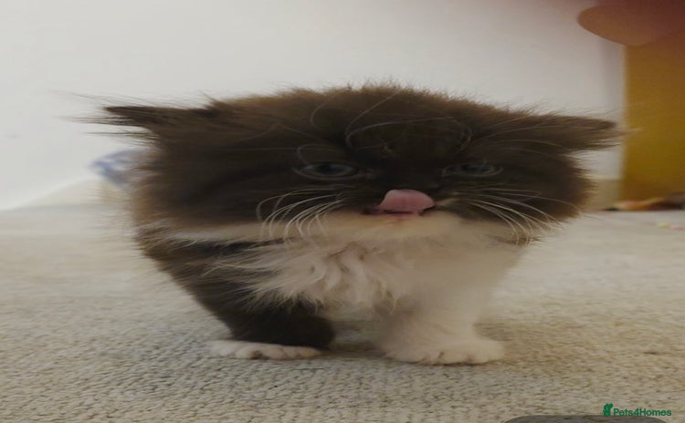 Persian cats - Advert 1