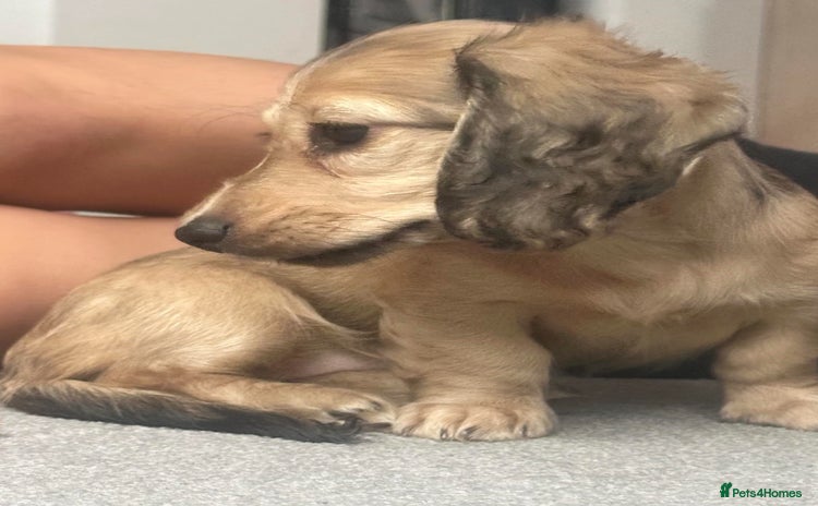 Miniature Dachshund dogs - Advert 4