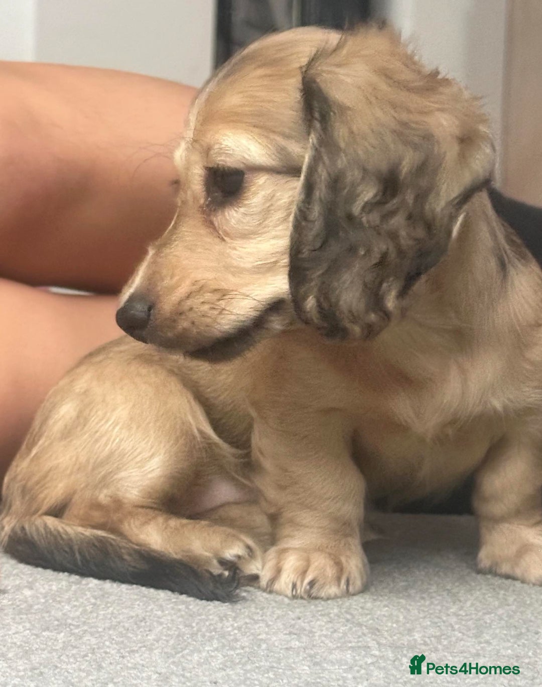 Miniature Dachshund dogs for sale: 🐾Miniature Longhaired Dachshund puppies.KC reg🐾  - Image 1
