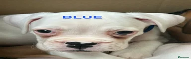 Boxer Puppy Blue Collar