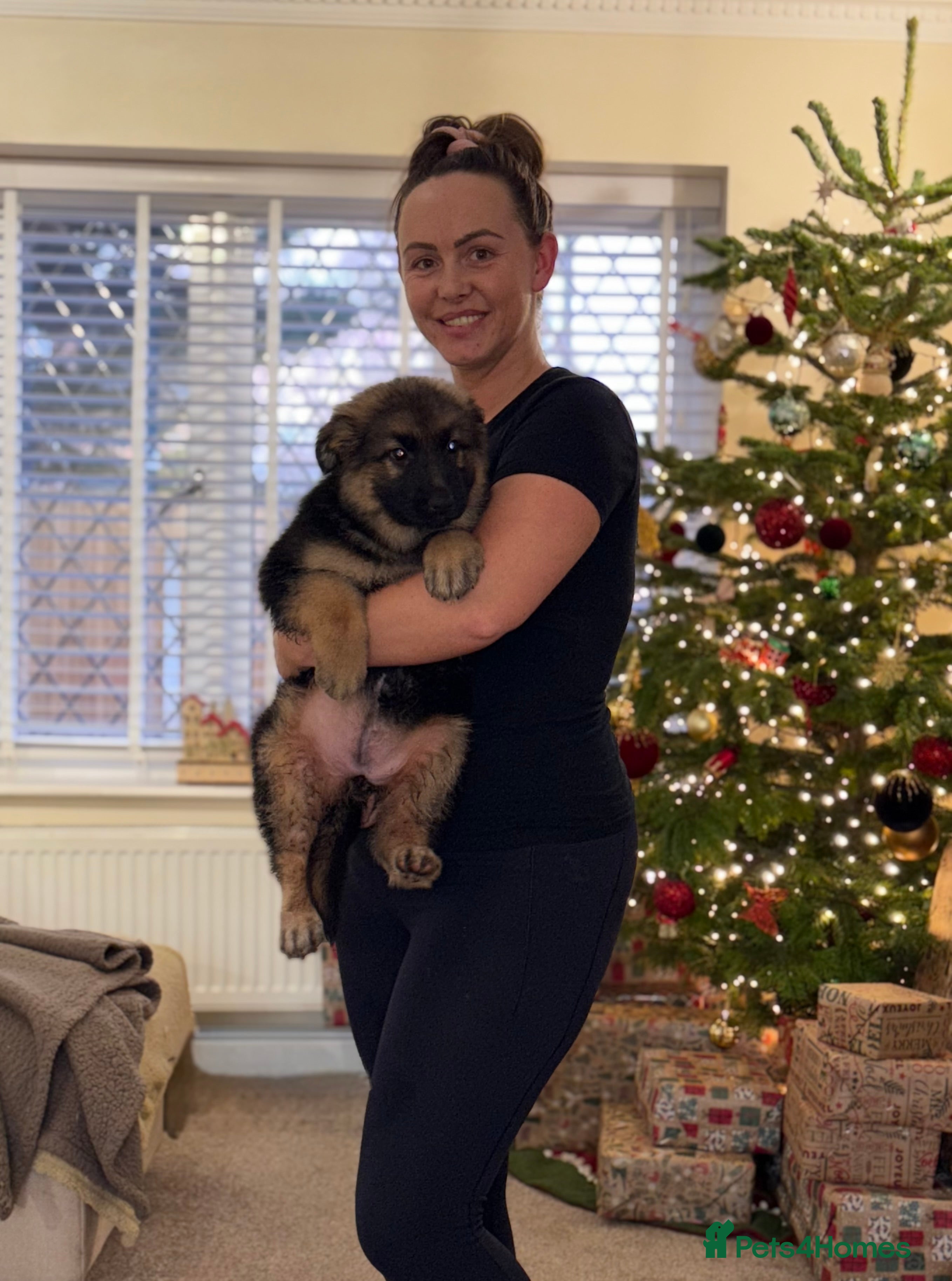 German Shepherd dogs Family reared GSD girl - Advert 1