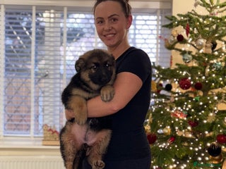 German Shepherd dogs Family reared GSD girl - Advert 1