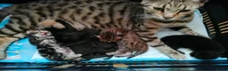 Bengal cats for sale: Rare Silver Smoke Bengal and Black Kittens. MALES - Advert 2