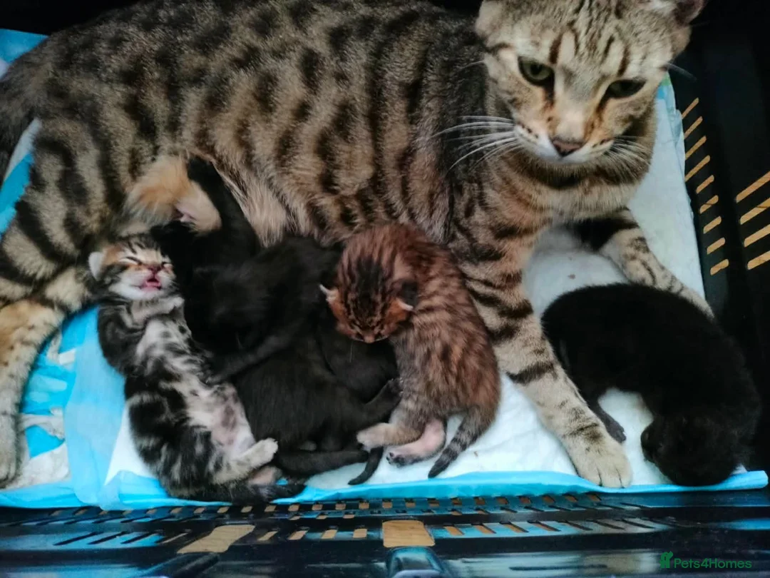 Bengal cats for sale: Rare Silver Smoke Bengal and Black Kittens. MALES - Advert 2