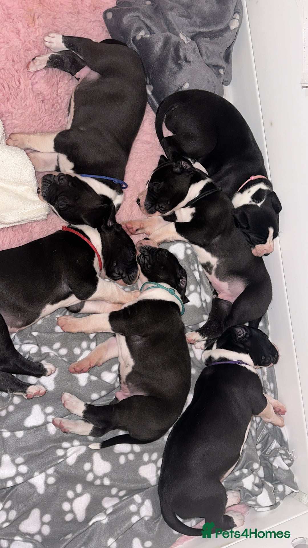 Great Dane dogs for sale: Stunning Great Dane Mantle Puppies - Image 1