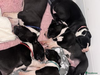 Great Dane dogs - Advert 3