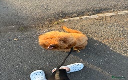 Mixed Breed dogs for sale: Jackapoo Puppies - Image 5