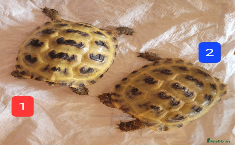 Tortoise reptiles - Advert 1