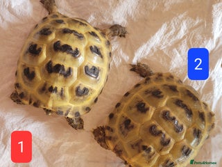 Tortoise reptiles - Advert 7