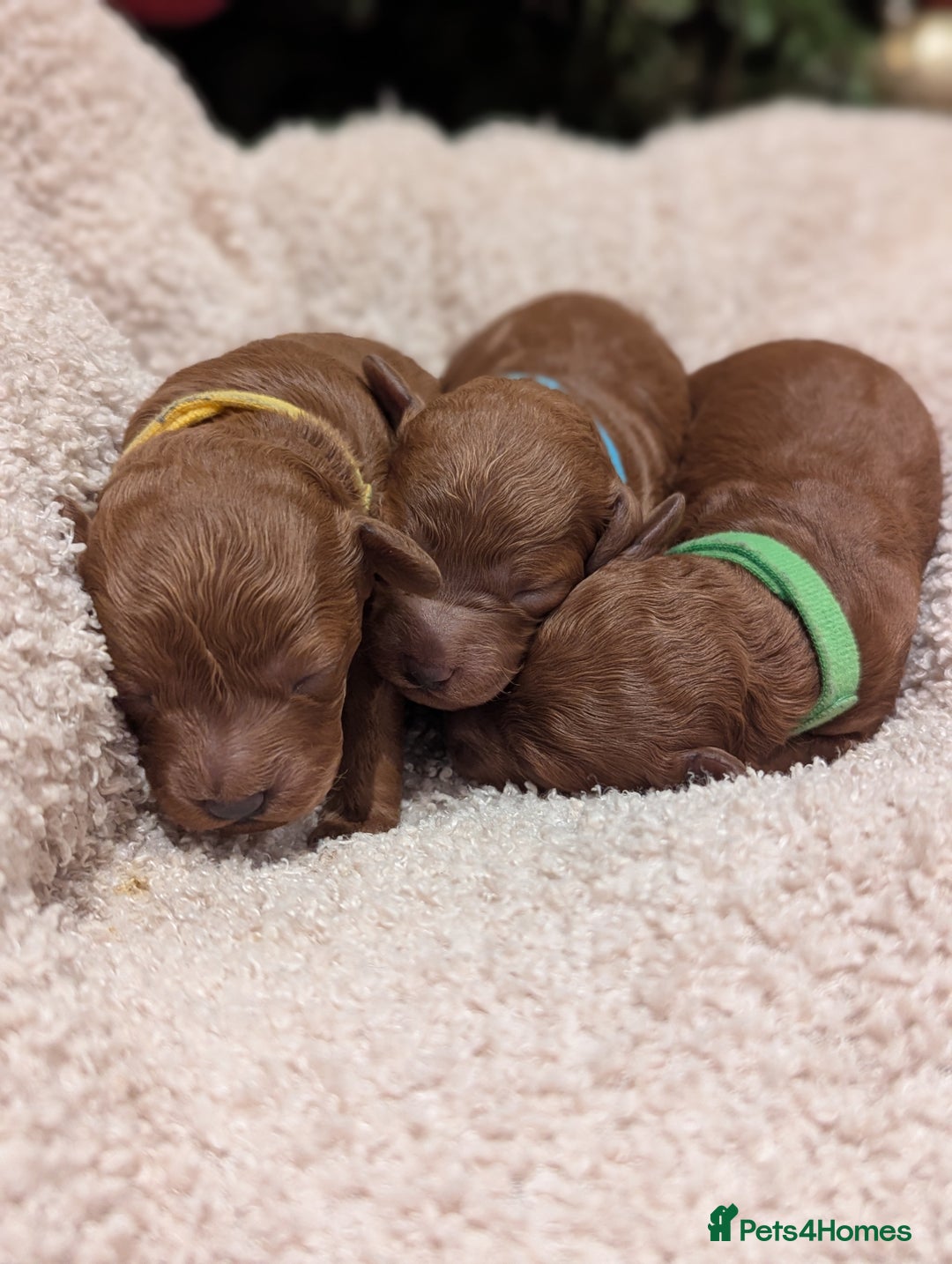 Miniature Poodle dogs for sale: Prestine pedigree poodles - Advert 1