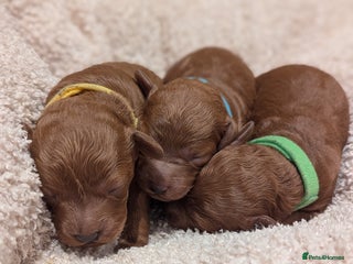 Miniature Poodle dogs Prestine pedigree poodles - Advert 5