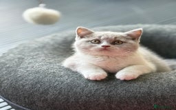 British Shorthair cats for sale: Lilac British shorthair kittens - Image 8