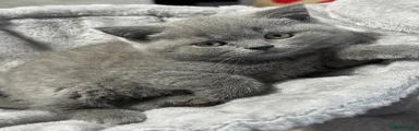 British Shorthair 2